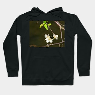 Cherry Blossoms Hoodie